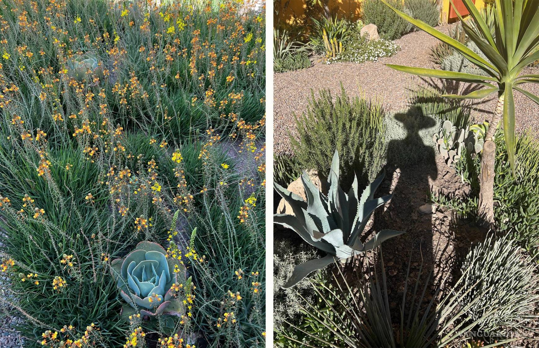 $!Estudió en la Escuela de Horticultura del Jardín Botánico de Nueva York.