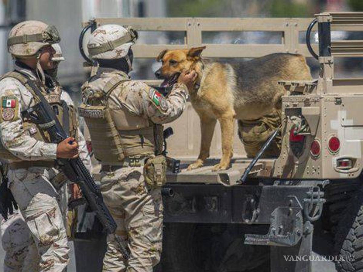 $!“Fiscal”, perrito localizado junto a narcotúnel en Tijuana, no fue adoptado ni es un ‘narcoperro’: animalistas