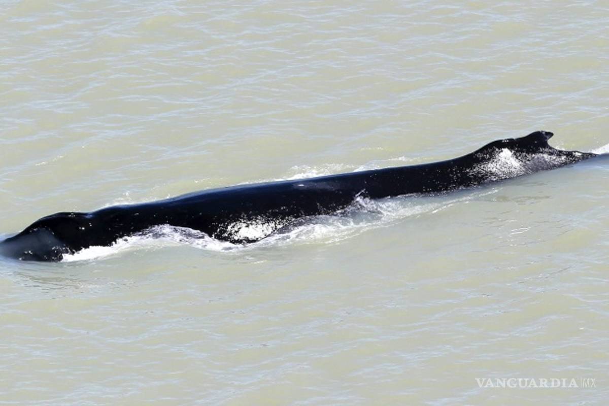 Australianos quieren sacar a una ballena jorobada perdida el Río Aligátor Oriental infestado de cocodrilos