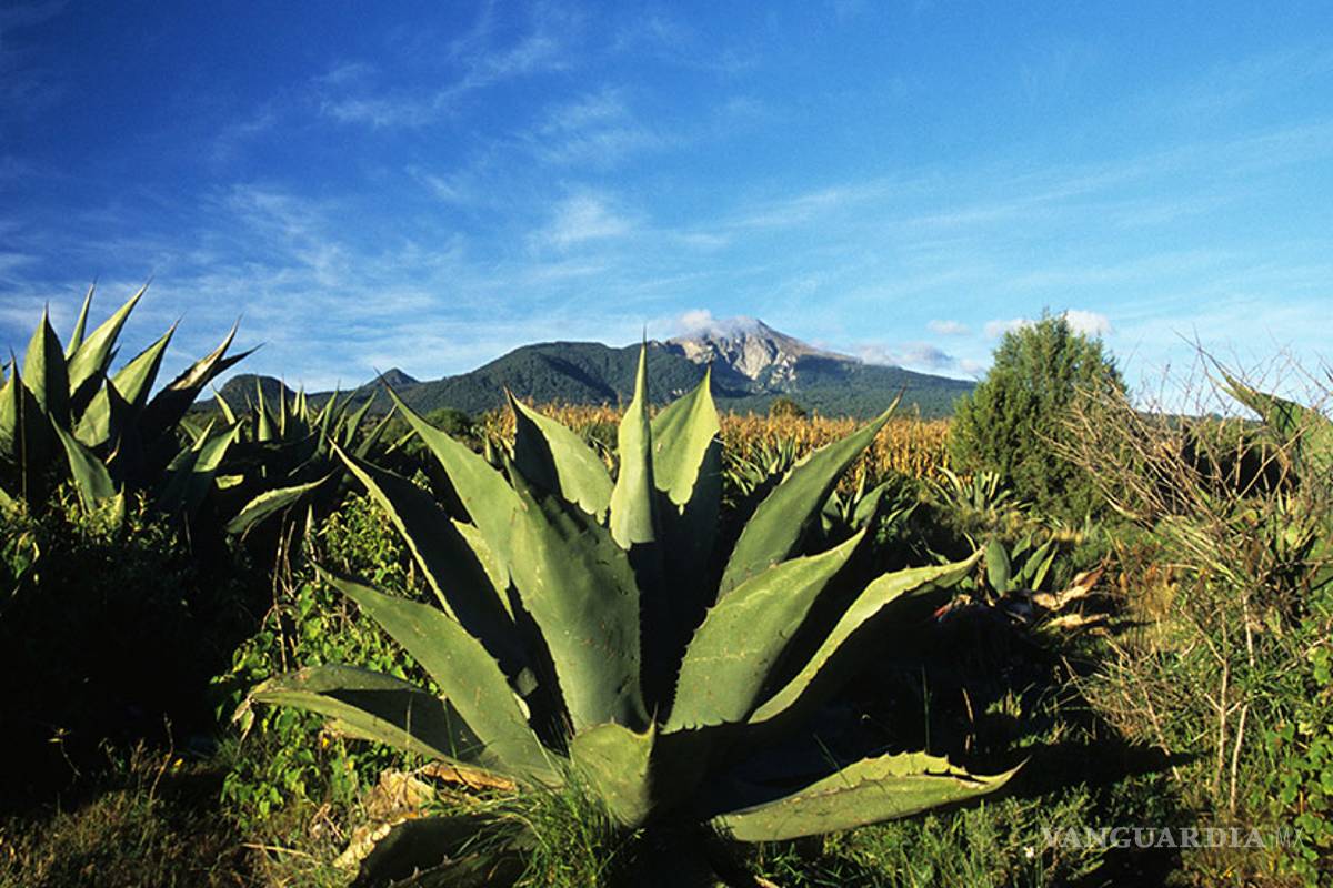 Dañan ganaderos plantíos de maguey en ejido Puebla de Saltillo