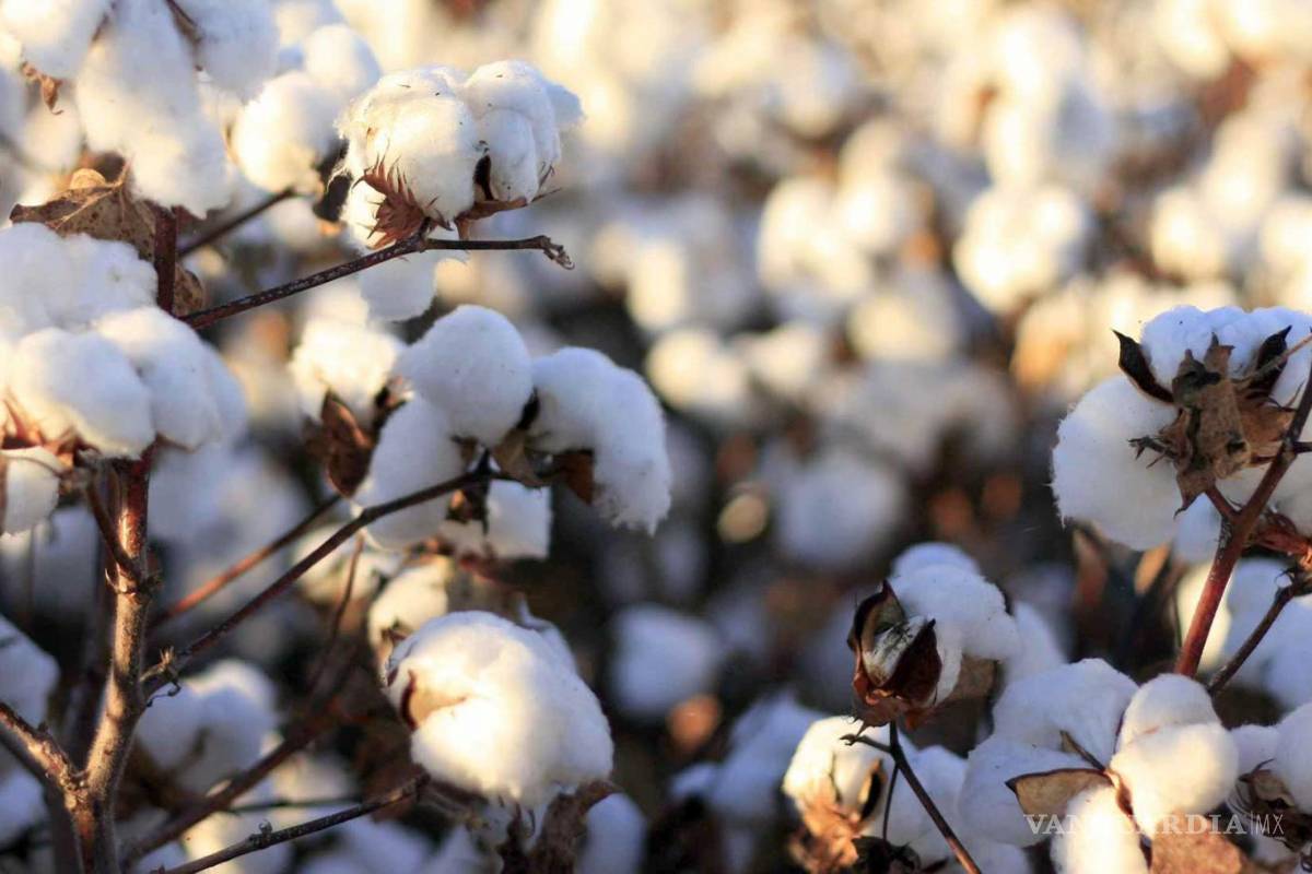 Prohibir uso de semilla mejorada y glifosato, da como resultado algodón caro