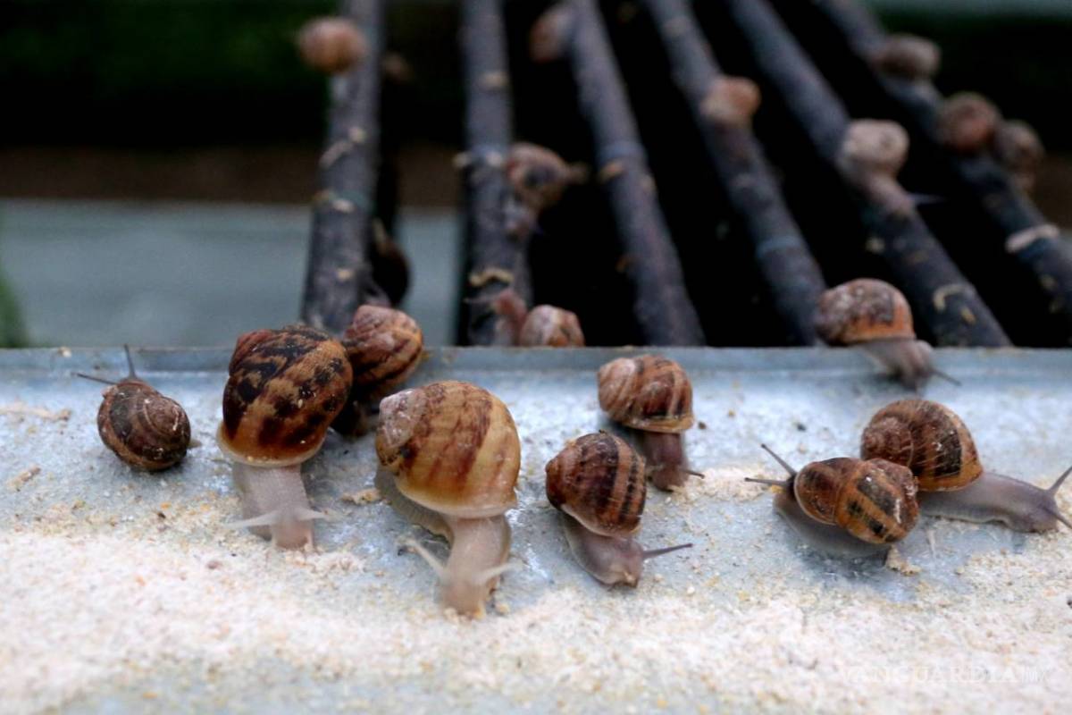 $!Huevas de caracol, el "caviar blanco"