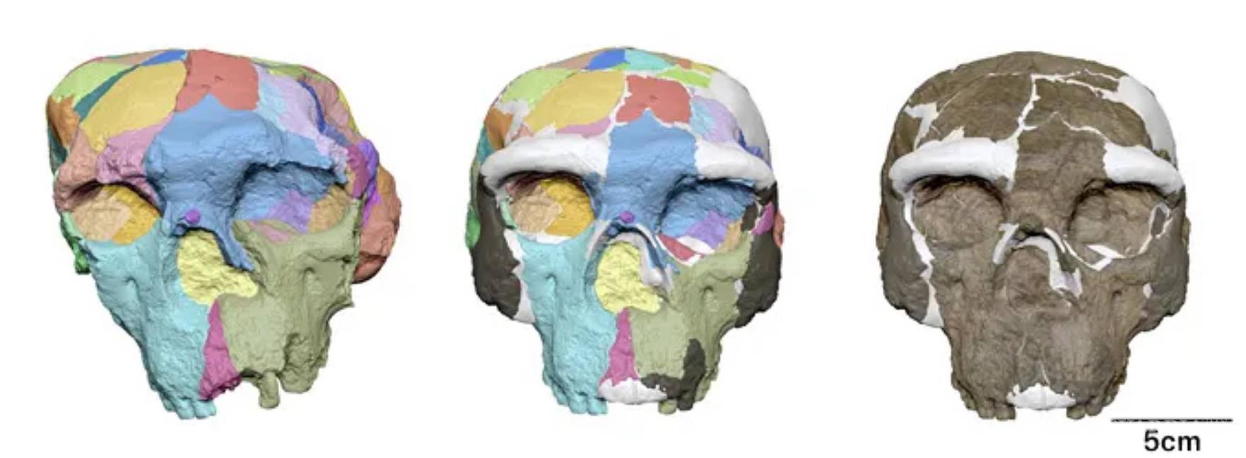 $!La reconstrucción digital del cráneo de Yunxian 2 dieron como resultado una representación de lo que los investigadores consideran la probable apariencia original del fósil.