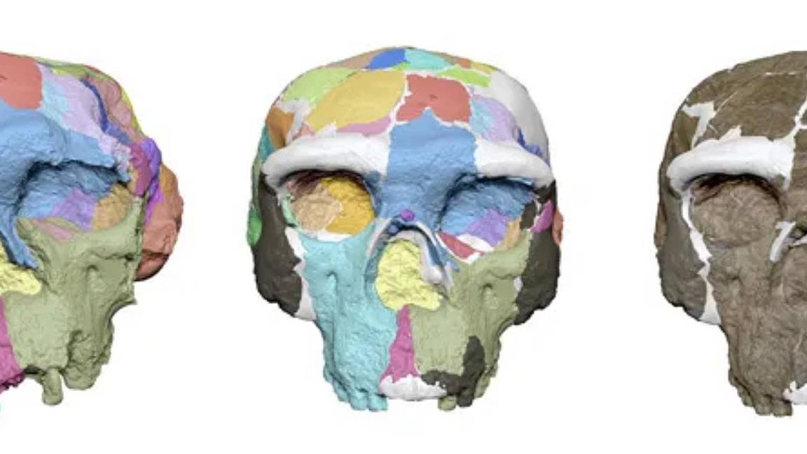 $!La reconstrucción digital del cráneo de Yunxian 2 dieron como resultado una representación de lo que los investigadores consideran la probable apariencia original del fósil.