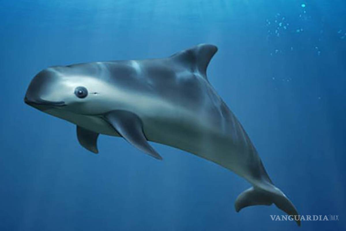 Vaquita marina se podría extinguir en junio: ¡quedan menos de 22 ejemplares!