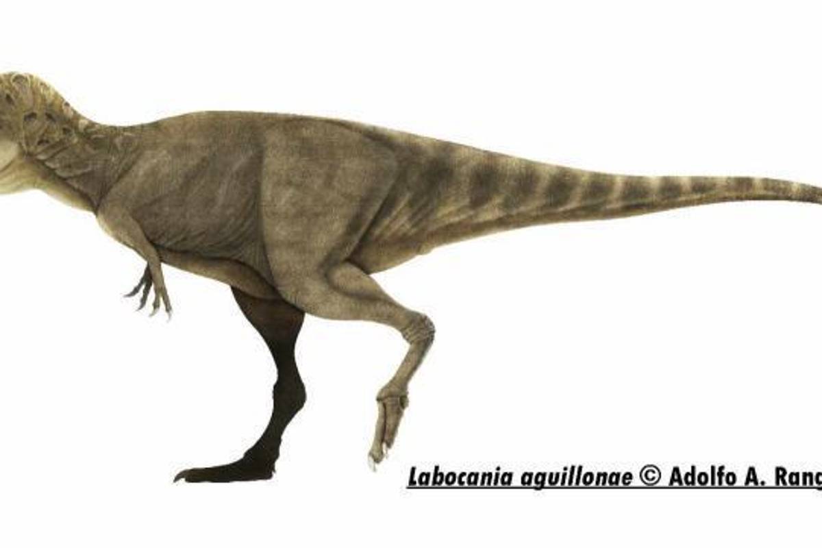 $!Labocania aguillonae.