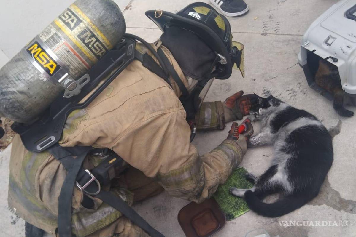 Salvan a gatito que estuvo a punto de morir calcinado en incendio en colonia de Ramos Arizpe