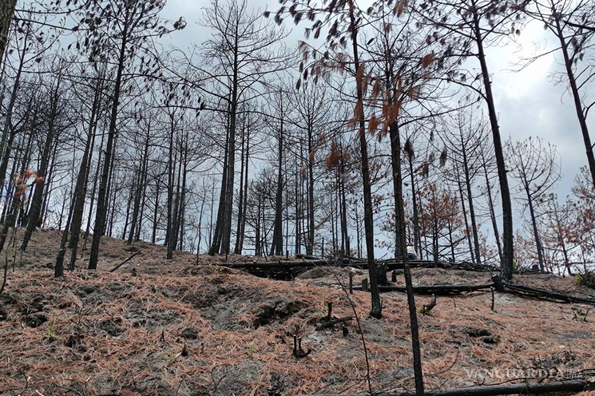 Vinculan a causante de incendio en La Pinalosa, en Arteaga; siete meses más tarde