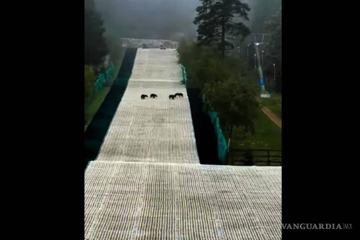 Arteaga: captan a familia de osos ‘esquiando’ en Monterreal