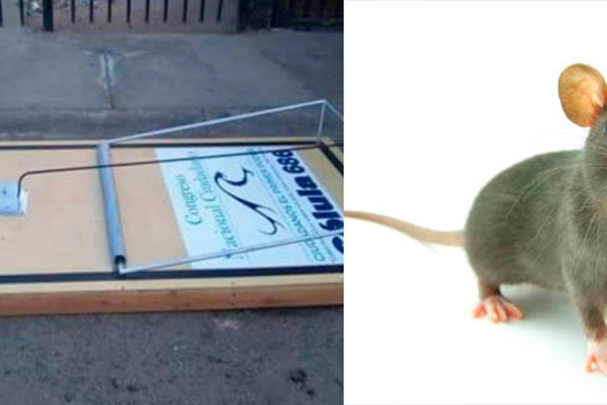 "Cazan" a diputados con trampas para ratas