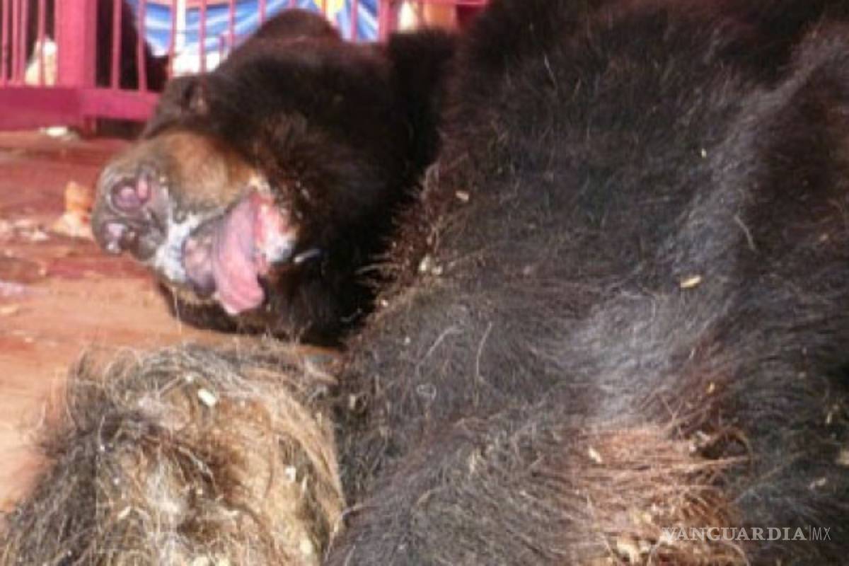 Condenan a dueño del circo donde encontraron a oso "Invictus"