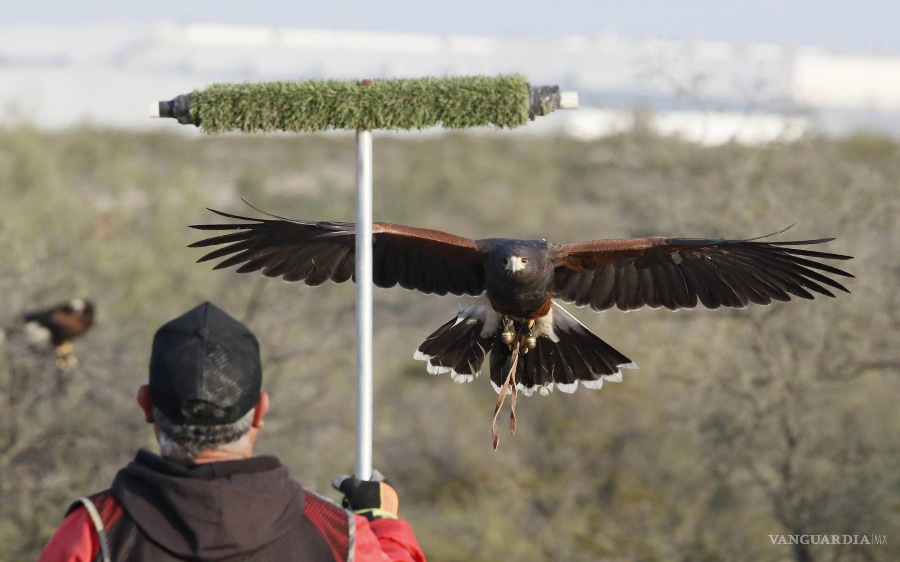 $!El trabajo de “Los Lobos del aire” implica un esfuerzo colaborativo para cazar en equipo y mantener el equilibrio en el ecosistema.