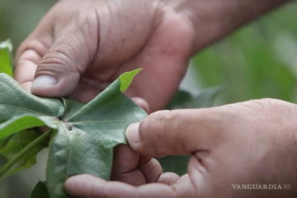Coahuila mantiene zonas libres de plagas del algodón