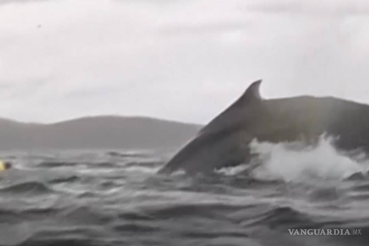 $!Adrián Simancas, de 24 años, estaba haciendo kayak con su padre, Dell Simancas, cuando el gigantesco animal apareció inesperadamente y atrapó al joven.