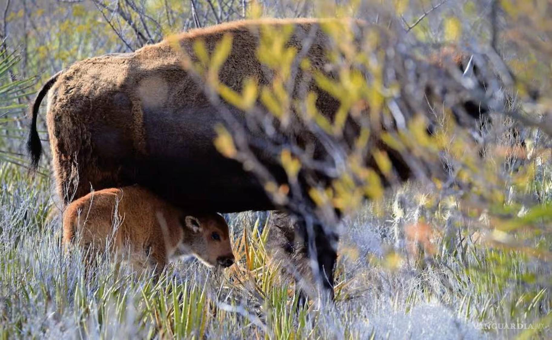 $!La manada de bisontes en El Santuario, Cuatro Ciénegas, ya registra el nacimiento de ocho crías.