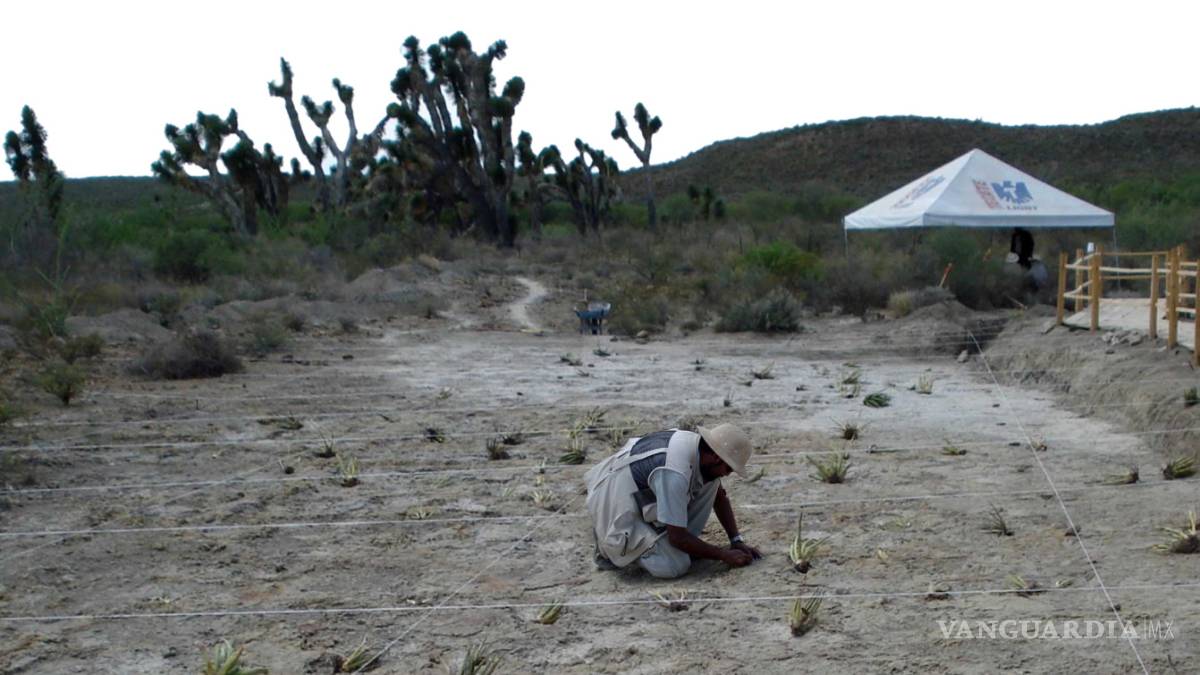 Hallan cerca de Saltillo huellas de dinosaurio que datan de hace 90 millones de años