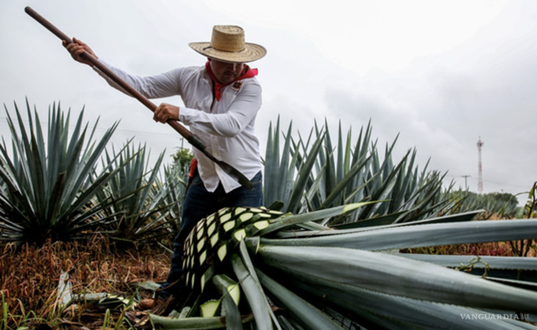 $!Su elaboración artesanal y la diversidad de agaves utilizados lo convierten en un producto único.