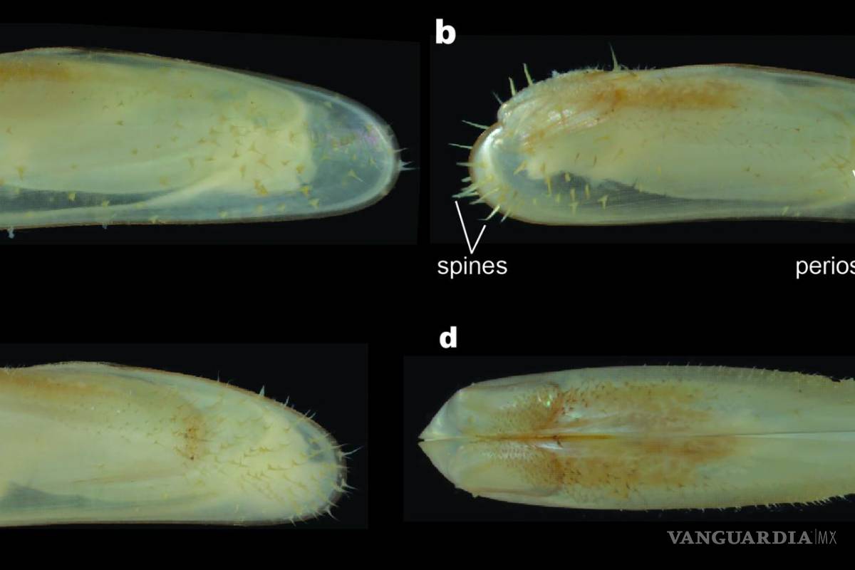 Una nueva criatura surge de un bosque ahogado por el Golfo de México
