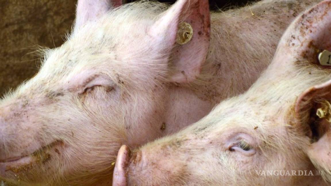 Alertan de una nueva cepa de coronavirus en cerdos