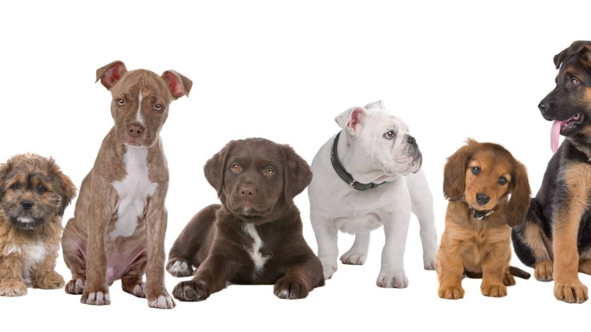 Planean jornada masiva de esterilización de mascotas; tres mil perros y gatos serán intervenidos