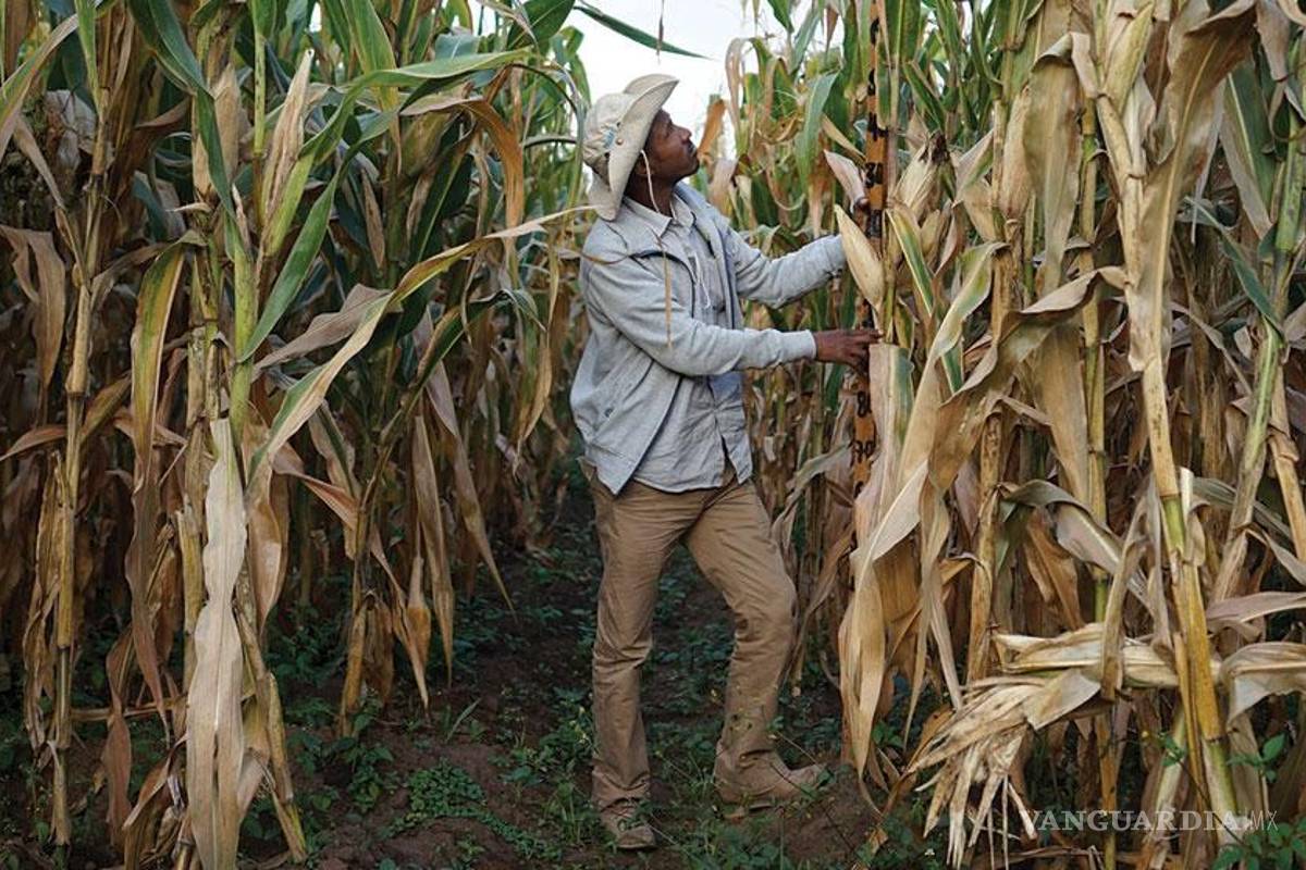 Cosecha de maíz en México está 35% abajo de la media mundial