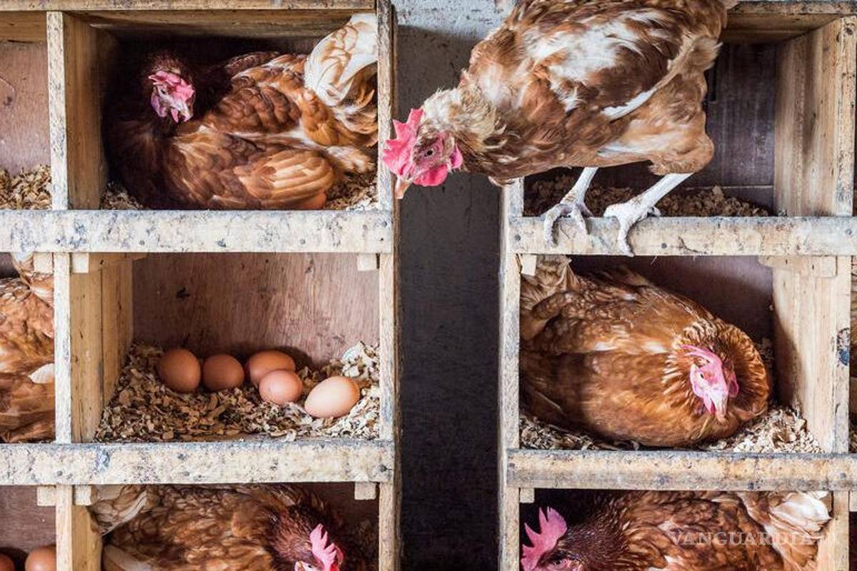 Pollo liderará el consumo global de carne, que aumentará 13% en la próxima década