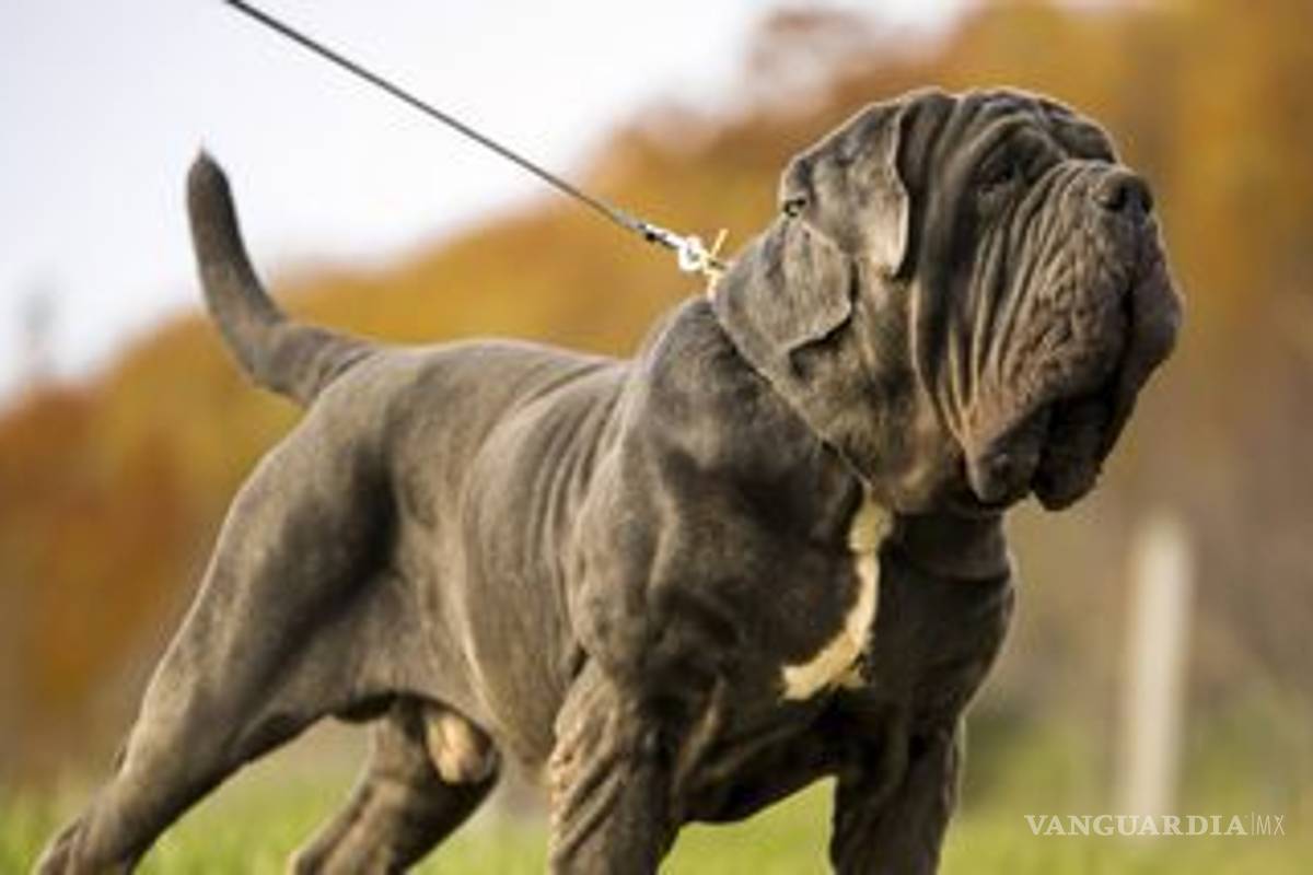 $!Mujer rescata a perro de maltrato... la mata mientras dormía