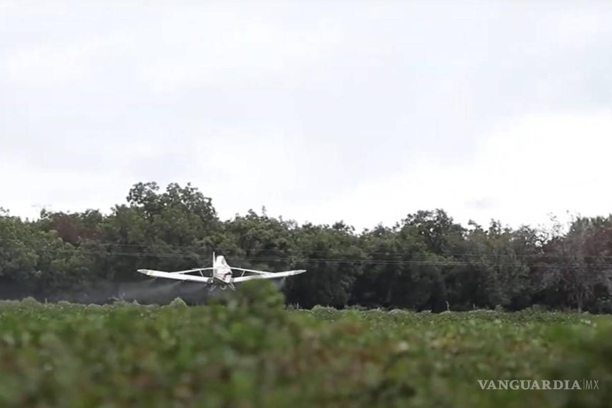 $!Las acciones sanitarias en la Región Lagunera de Coahuila fortalecen la productividad y competitividad del sector algodonero.