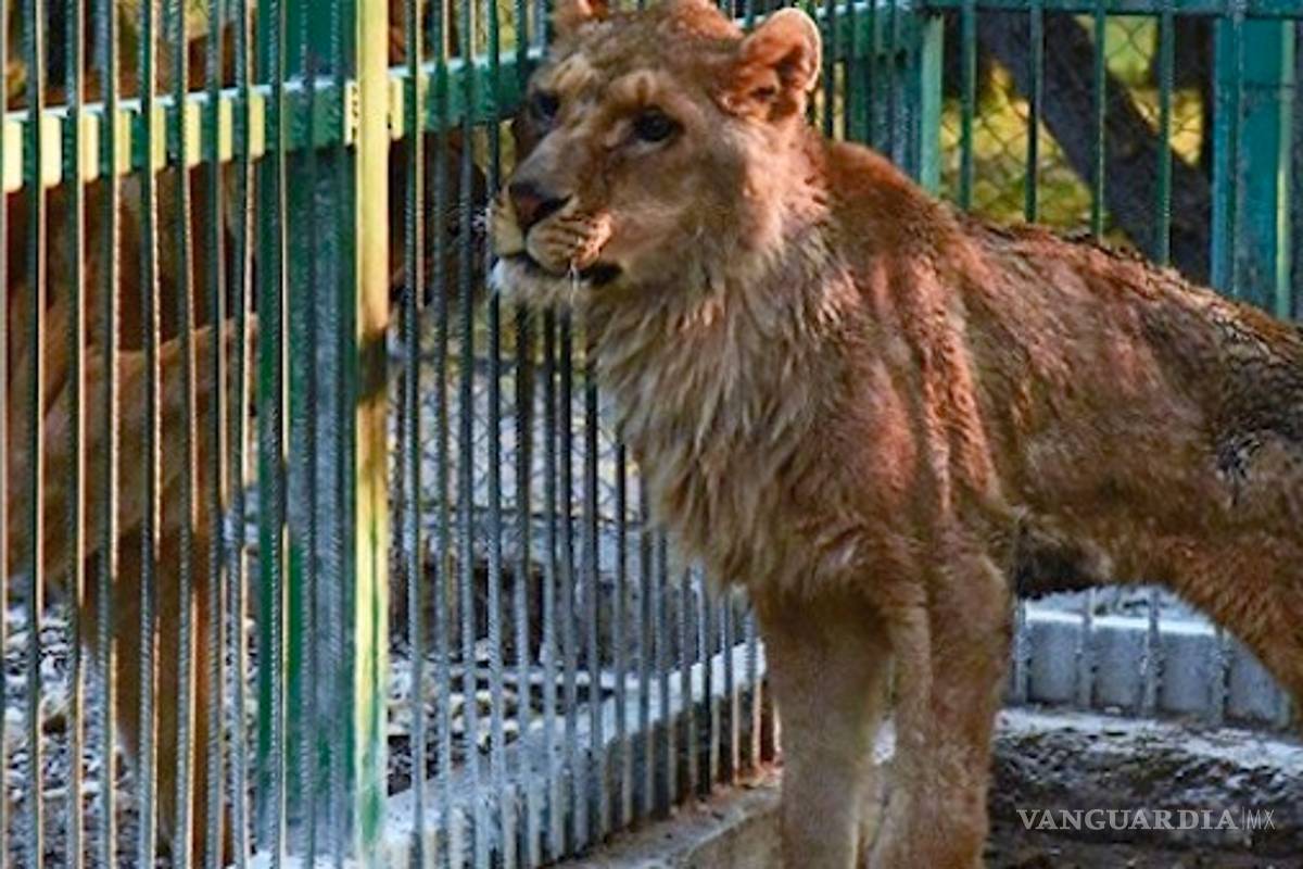 Liberan a leones maltratados de zoológico ilegal en Bulgaria
