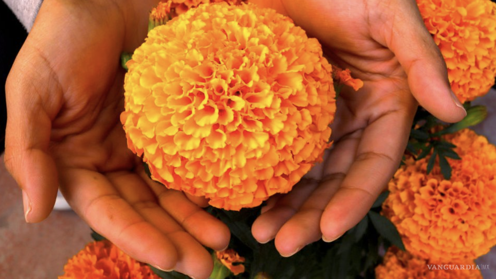 $!Su nombre proviene del náhuatl “cempohualxochitl,” que significa “flor de veinte pétalos”.