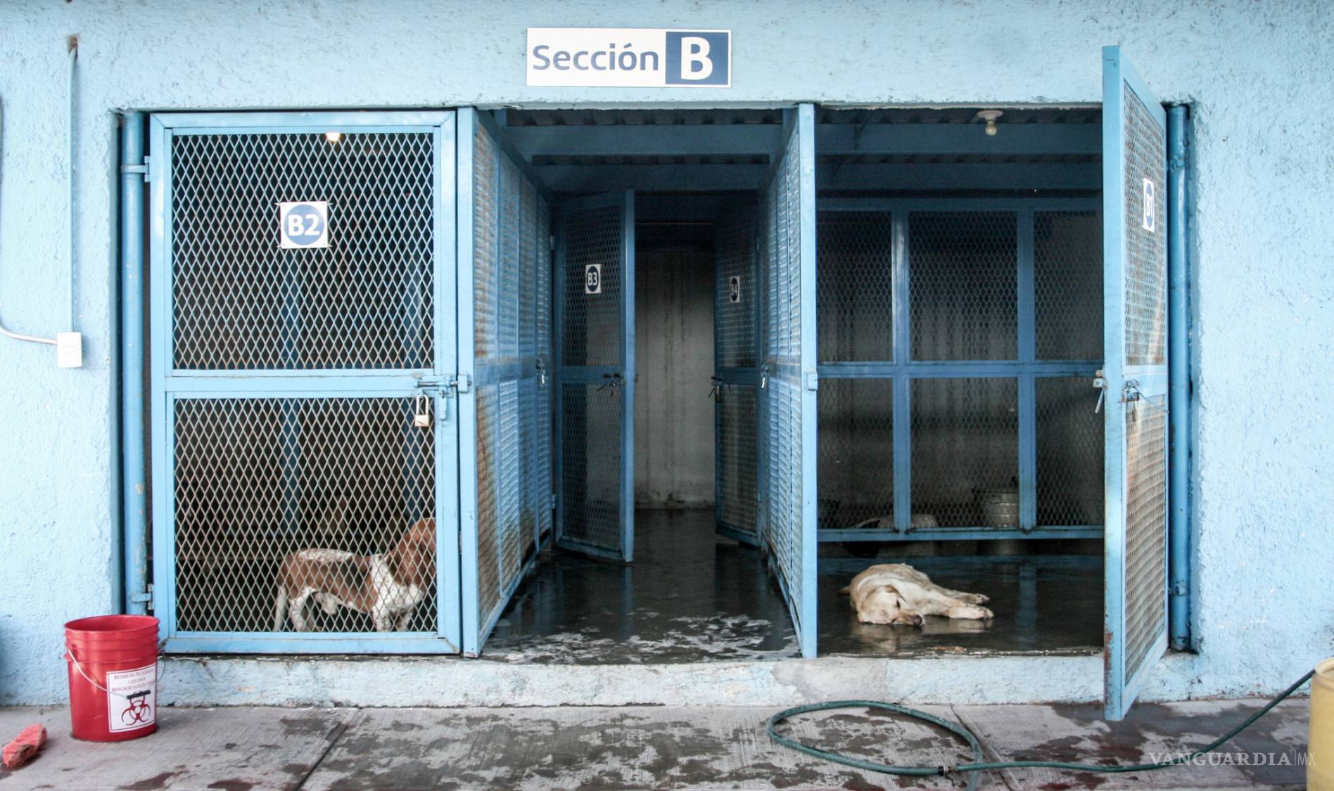 $!La historia de dos hombres que mataron más de 100 mil perros