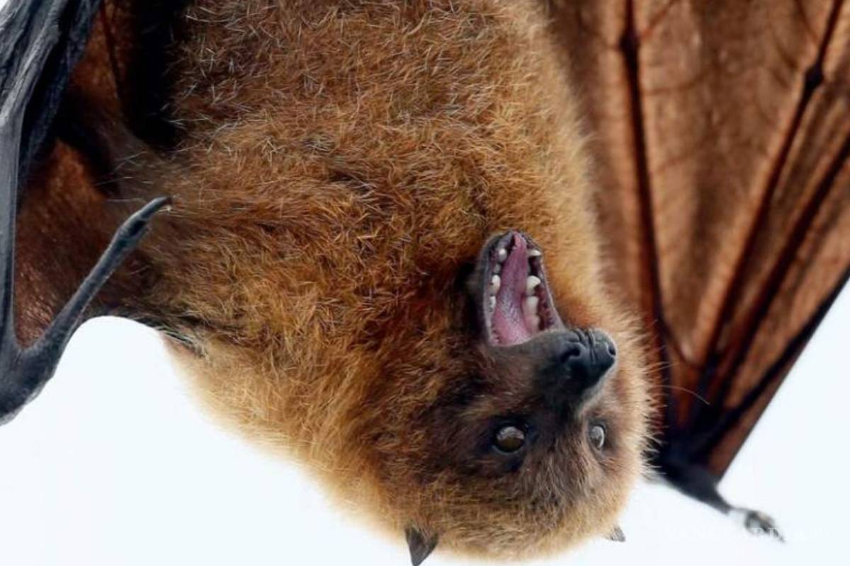 ¿Pueden ser los murciélagos la salvación para el coronavirus?