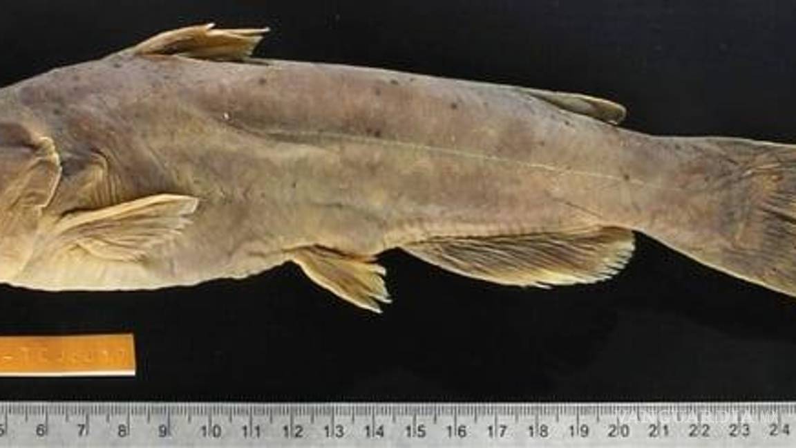 $!La nueva especie fue descubierta por investigadores de la UJED.