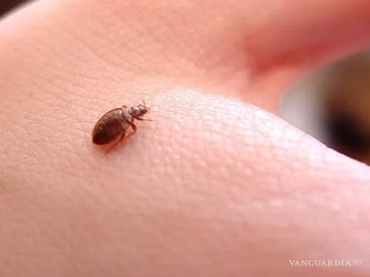 $!Lo primero que debemos saber es que existen diferentes razones por las que se está desarrollando esta plaga en México y en otros países de Europa.