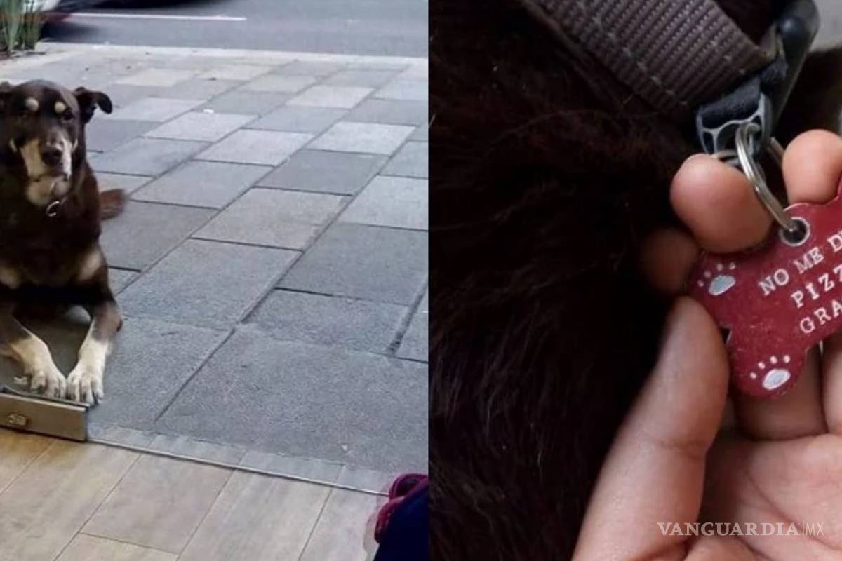 Vato, el perrito que se volvió viral por su adicción a la pizza… pierde la lucha contra el cáncer