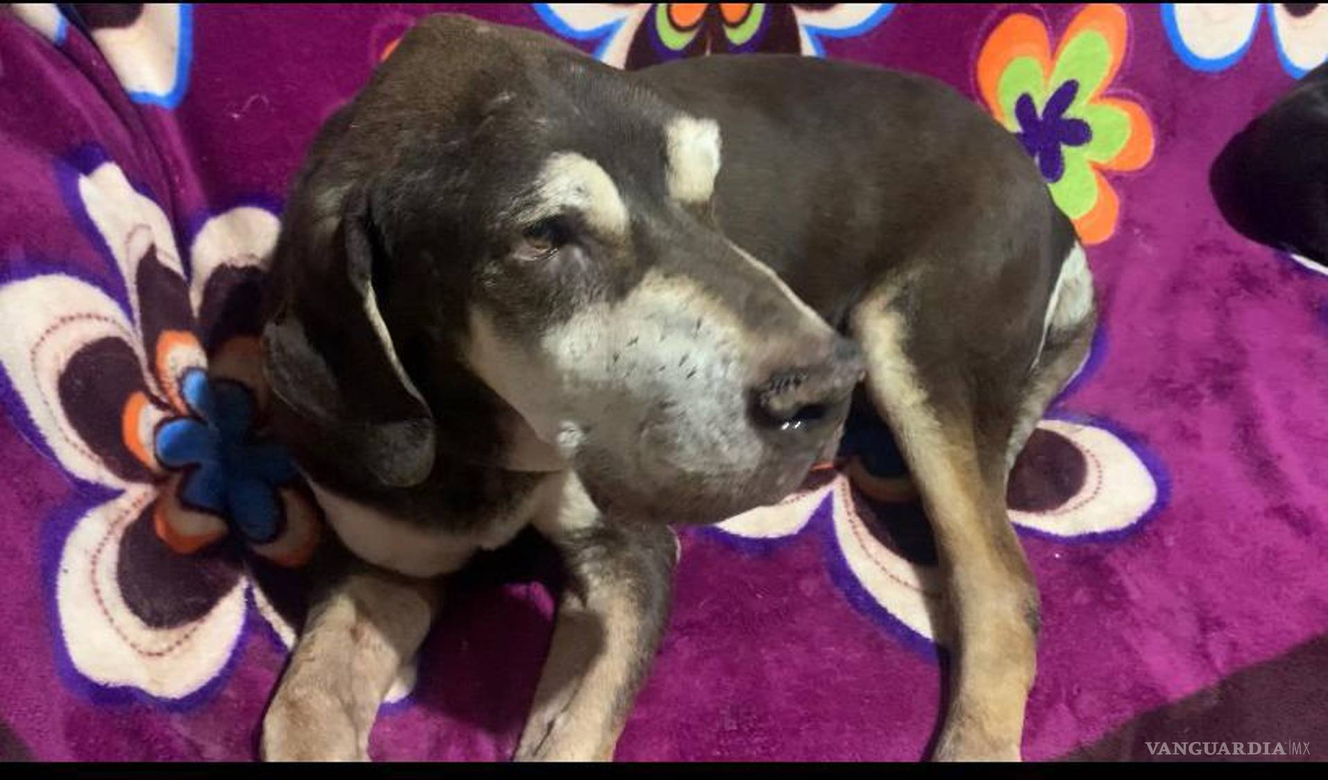 $!Algunos perritos están ciegos y los adoptantes los rechazan.