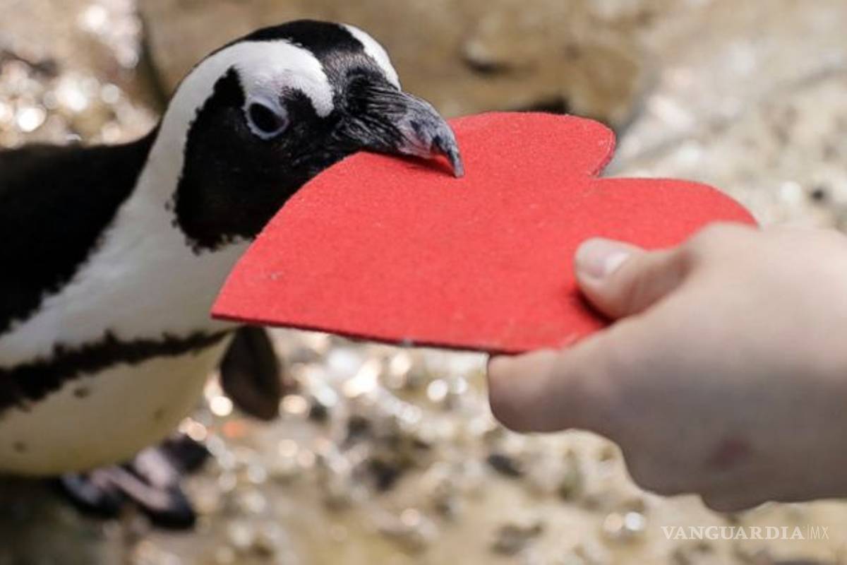 Pingüinos celebran el amor con corazones de regalo