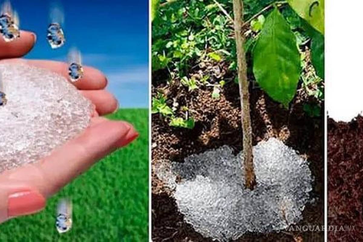 $!Expertos de Colombia y México participan en el proyecto de hidrogeles biodegradables para cultivos del semidesierto.