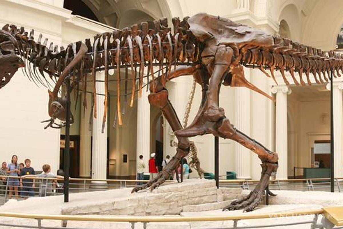 $!Los tiranosaurios no siempre fueron gigantes, revela la ciencia