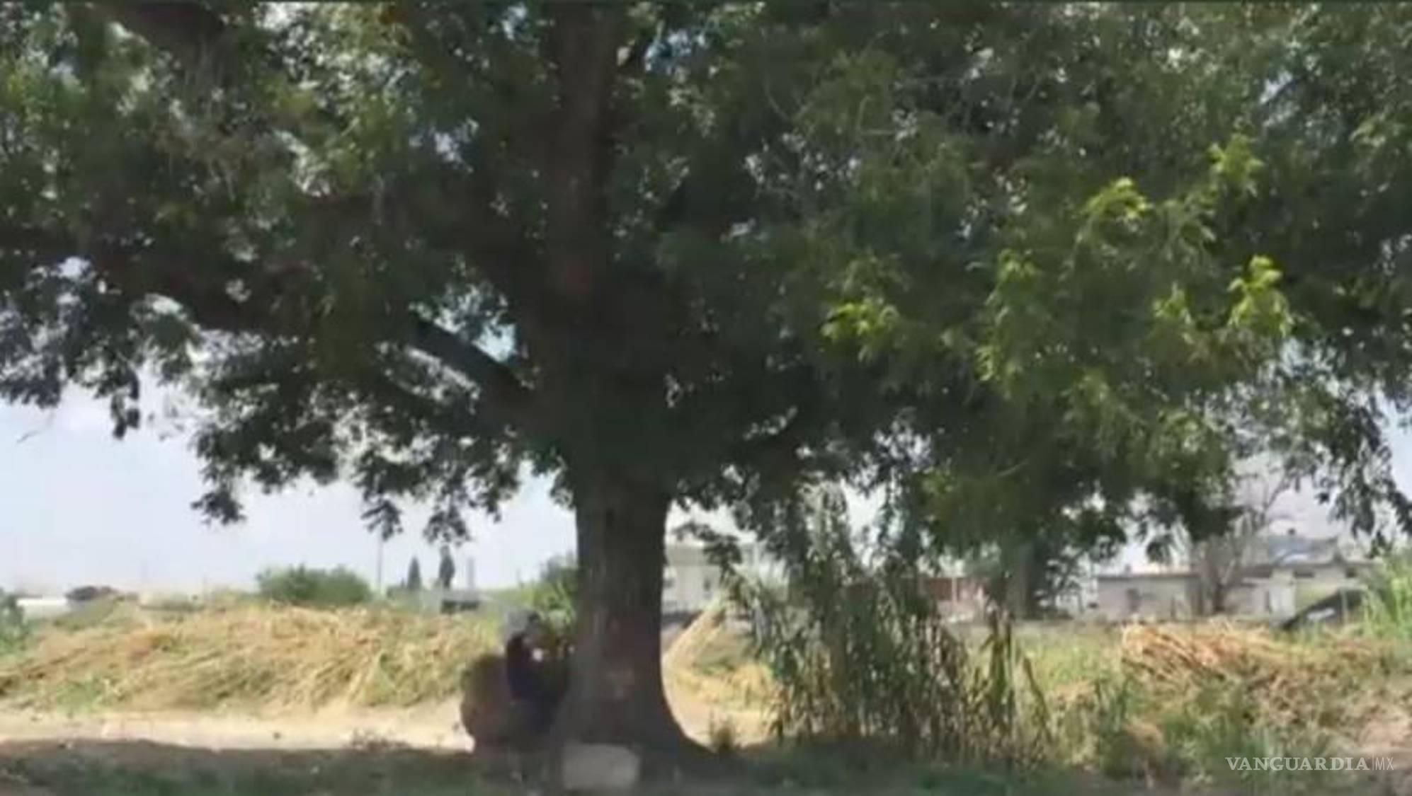 $!El nogal acompañó al Río Monclova durante más de cien años.