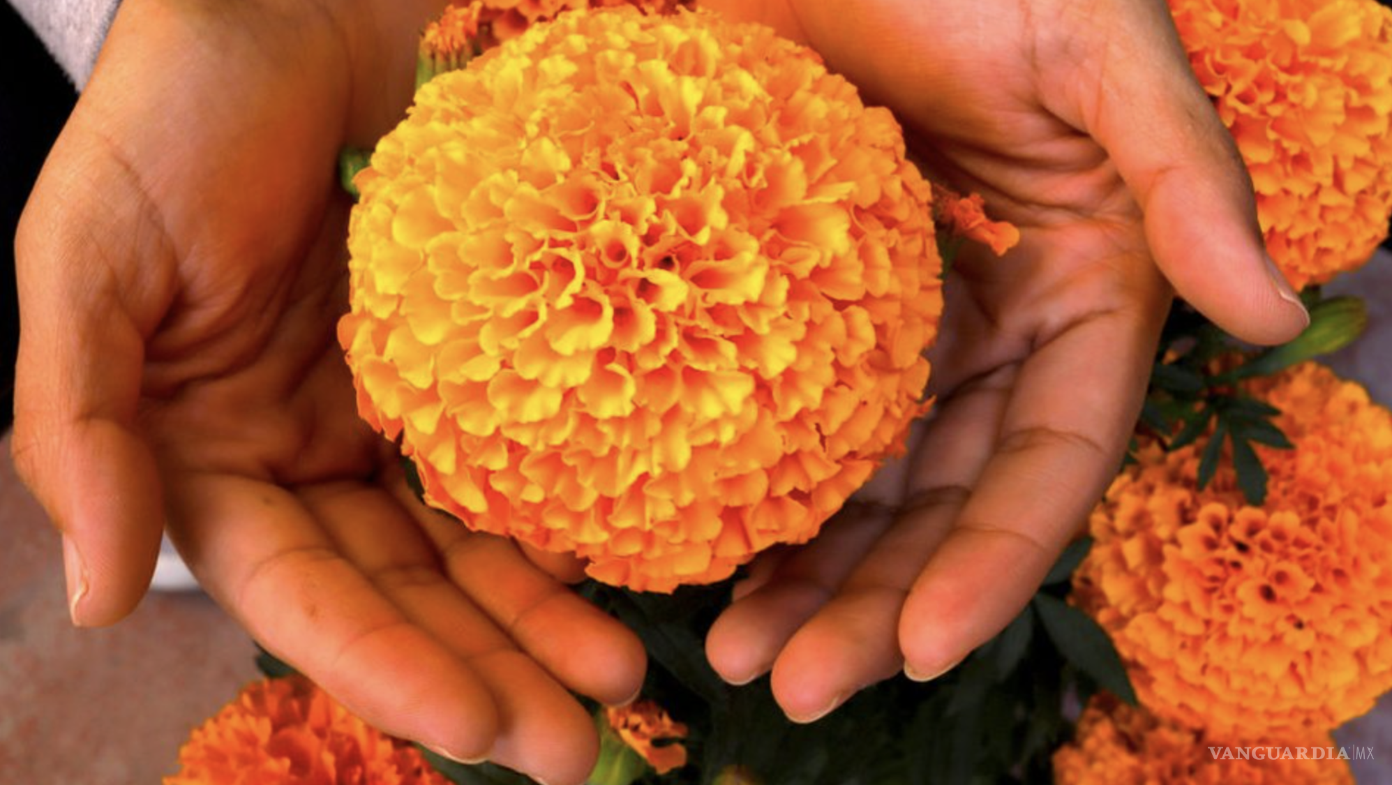 $!Su nombre proviene del náhuatl “cempohualxochitl,” que significa “flor de veinte pétalos”.