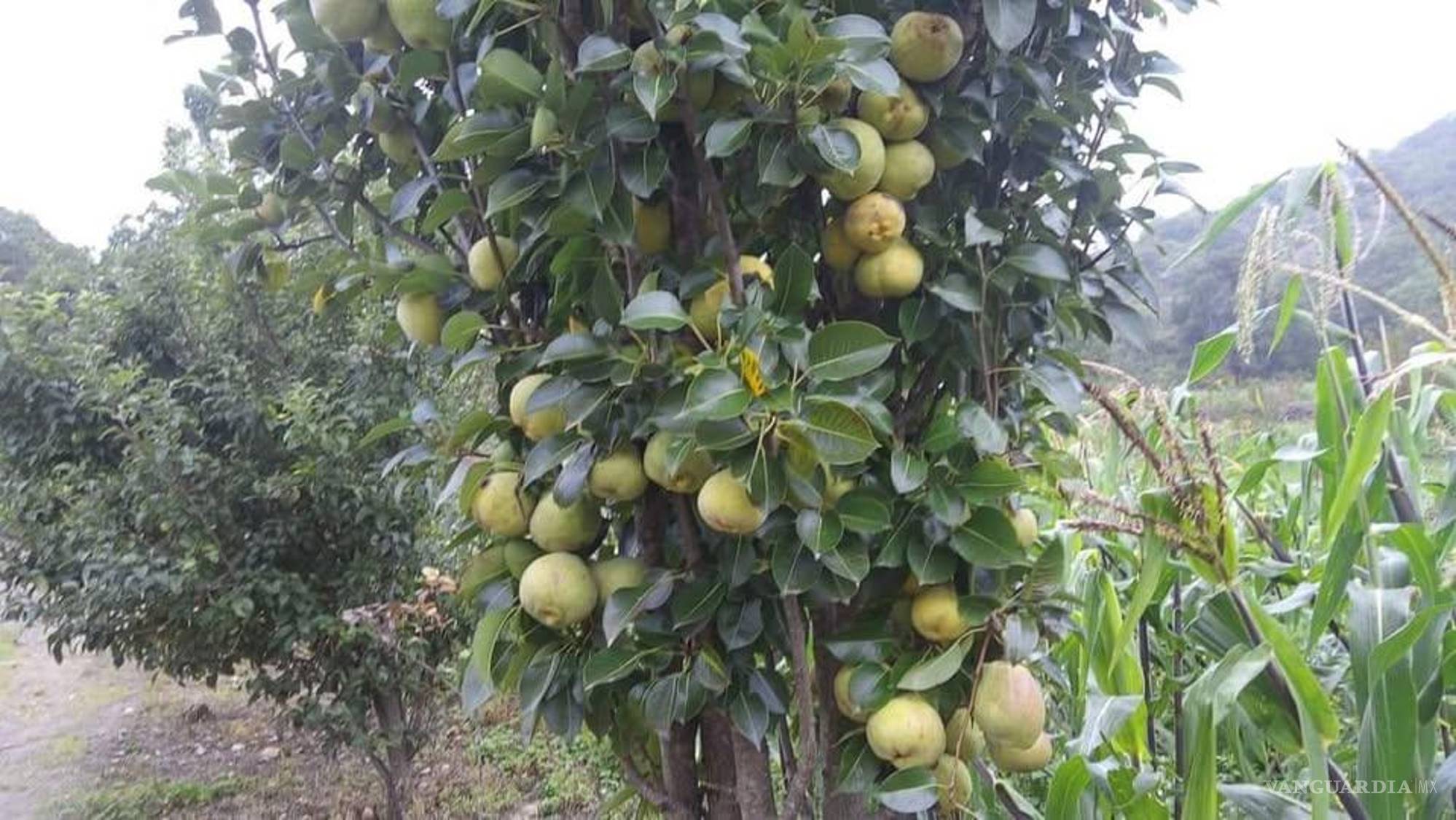 $!El perón, su origen botánico es euroasiático. Fue introducido a México tras la llegada de los españoles, quienes trajeron semillas para su propagación.