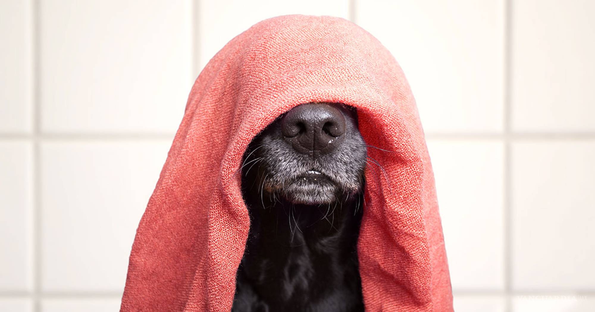 $!Consejos para secar tu pelo y tenerlo como deseas