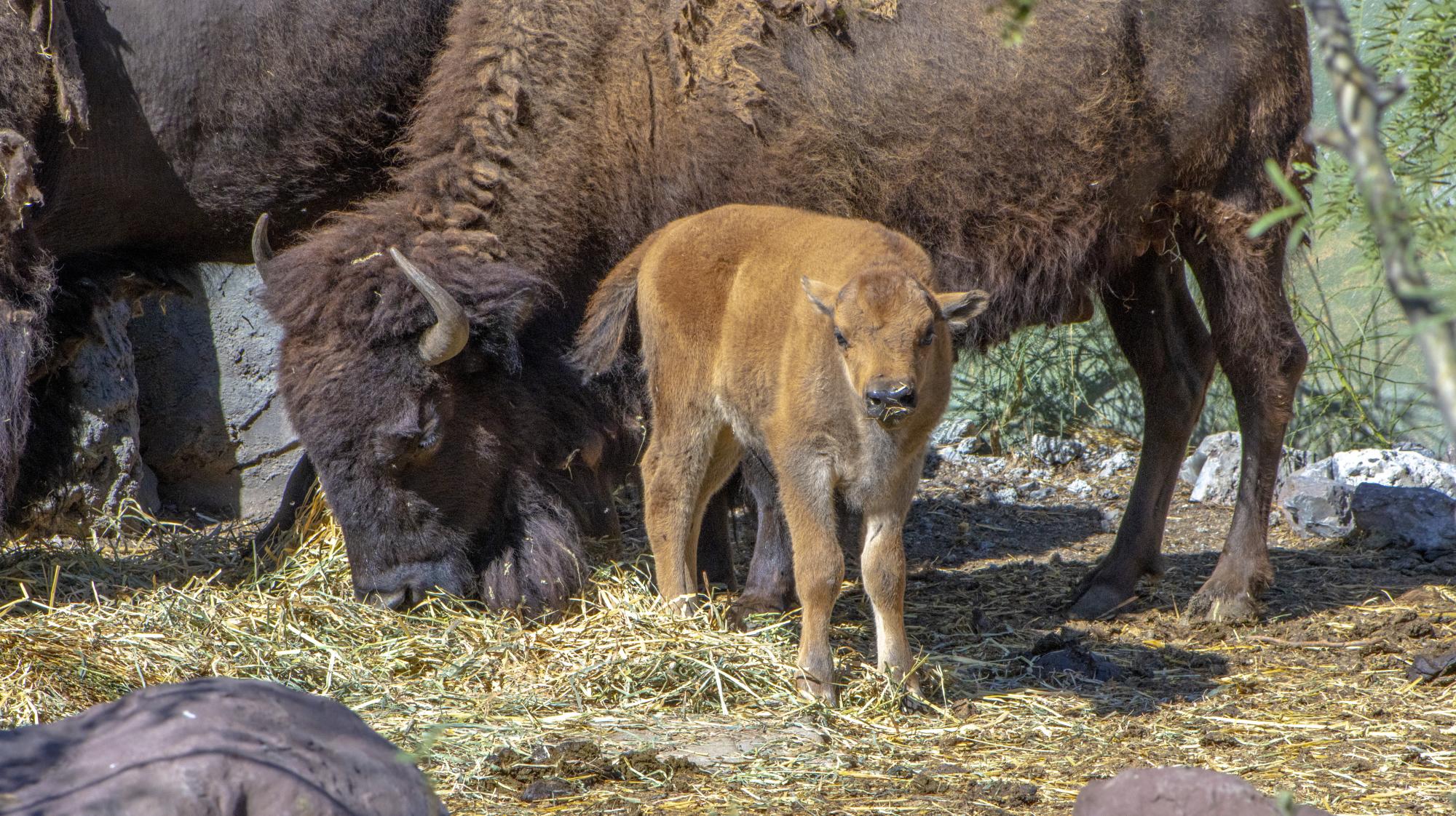 $!Los visitantes al Museo Viviente pueden admirar al bisonte americano.