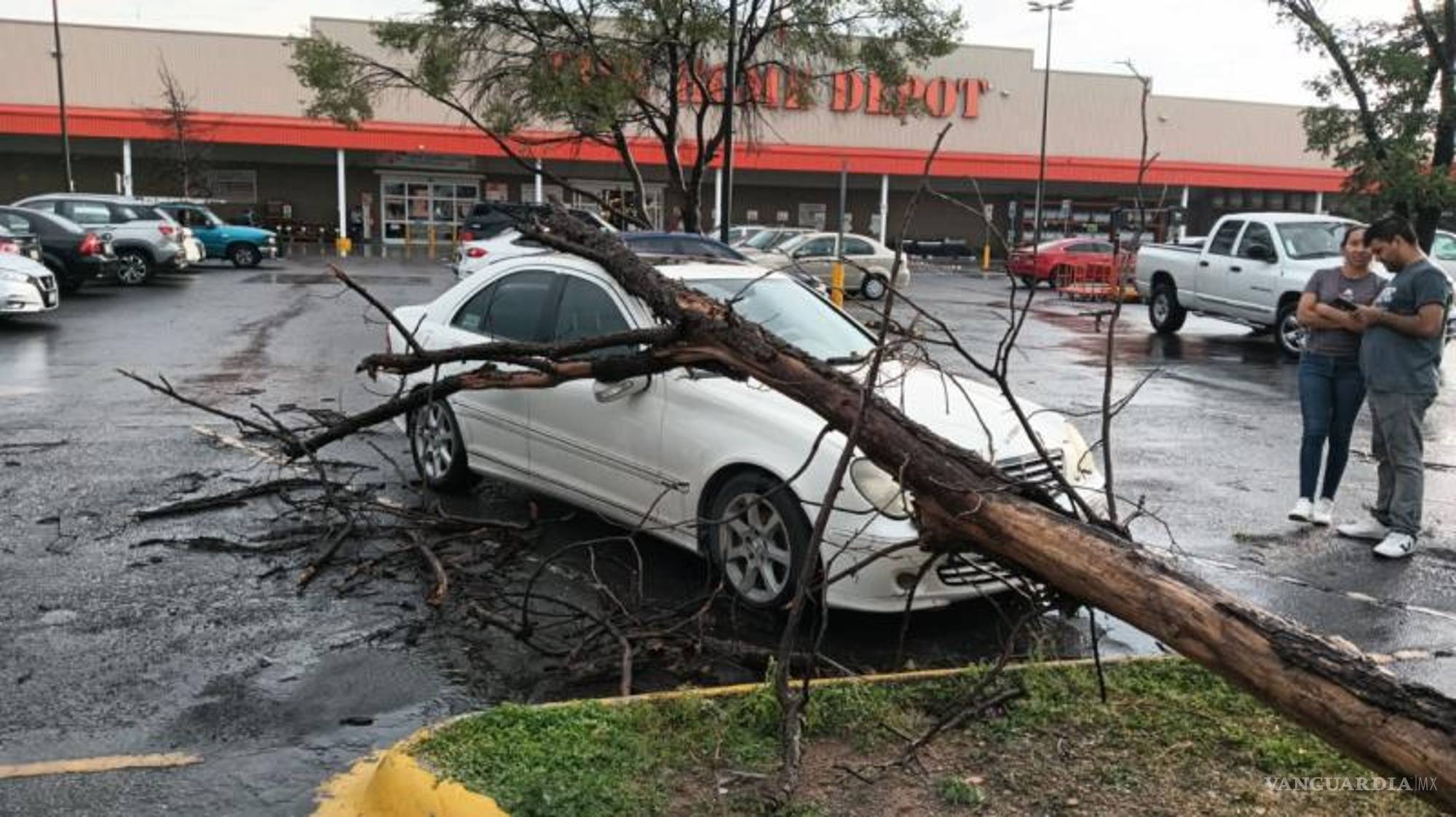 $!Debido a las fuertes lluvias y vendavales se cayó un nogal que ya estaba seco, dañando un automóvil.