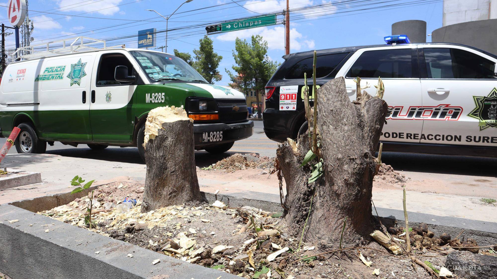 $!Los dos árboles talados en la fachada de MaxiHome, en el bulevar V. Carranza.