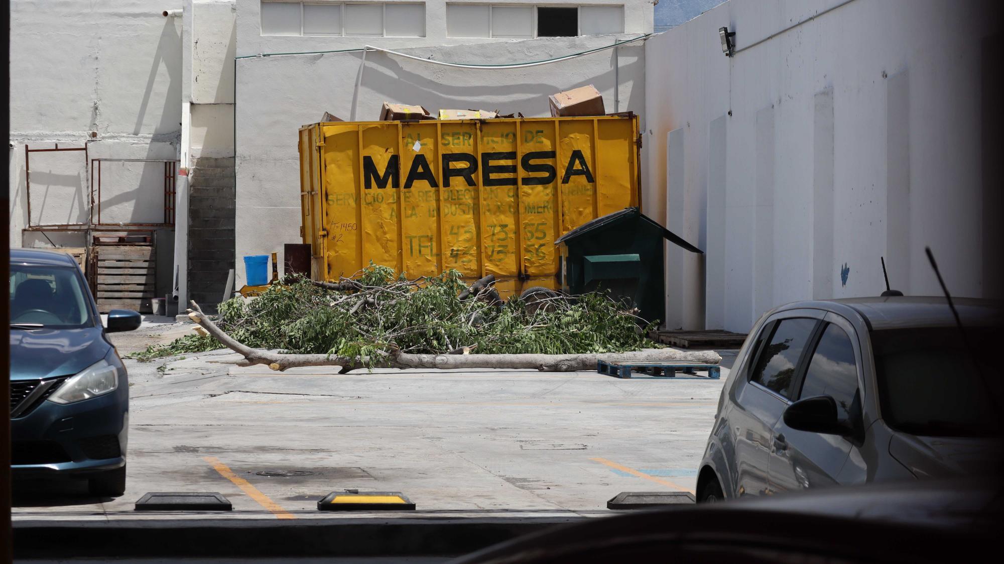 $!El árbol fue enviado a la basura por los encargados de la tienda china.