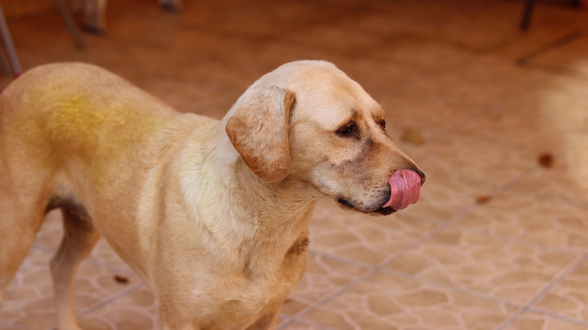 $!Los agresores de “La Güera” ahora tienen a otra mascota a la que también maltratan.