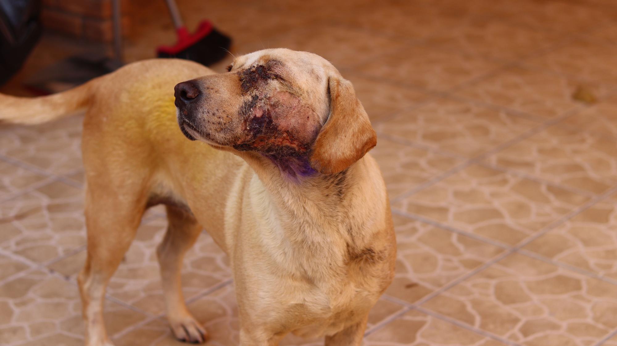 $!El maltrato animal debe ser castigado con más severidad. Los animales merecen respeto.