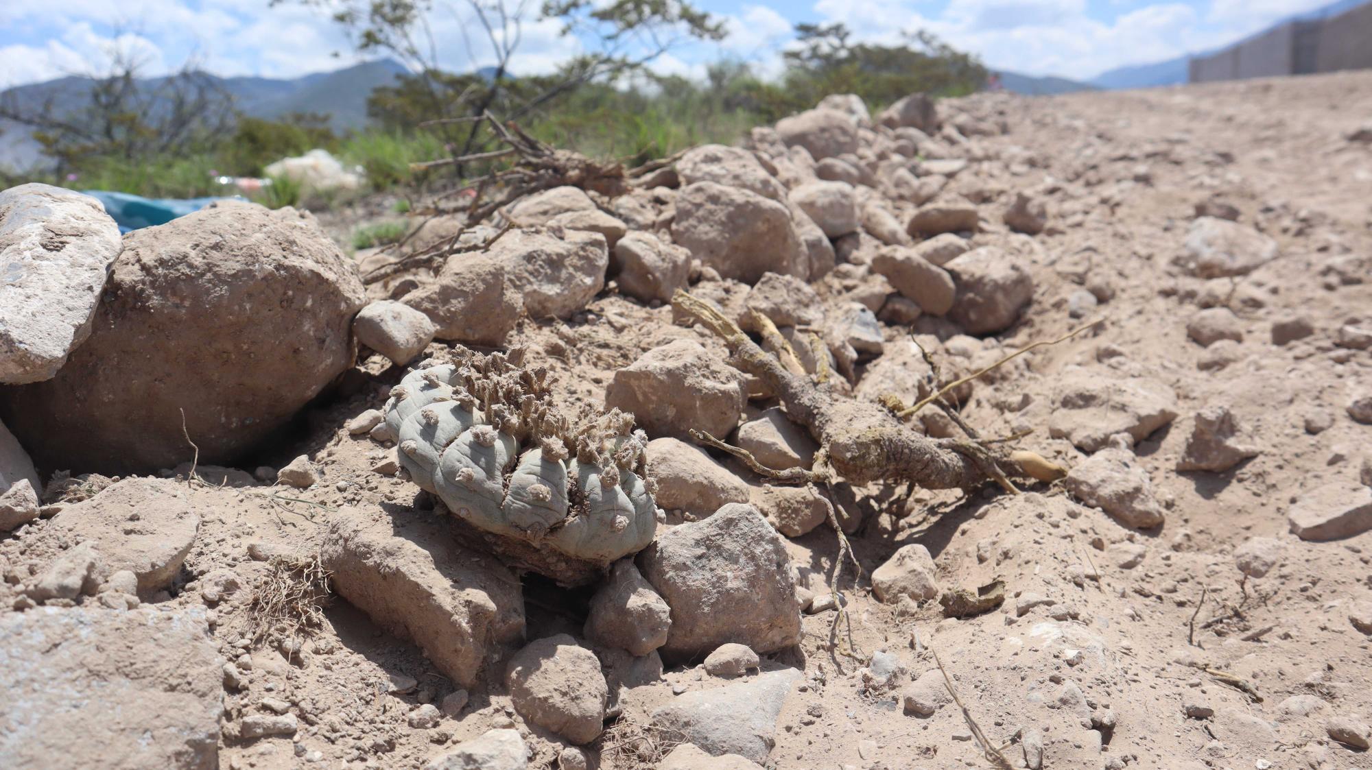 $!El estatus legal del peyote en México busca asegurar su supervivencia y conservación en su entorno natural.